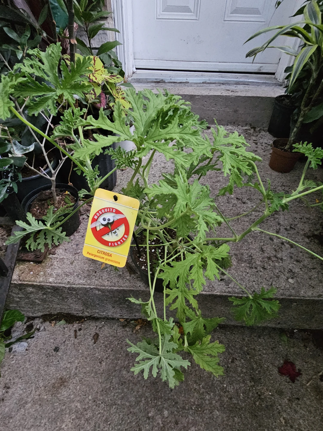 Citronella Plant