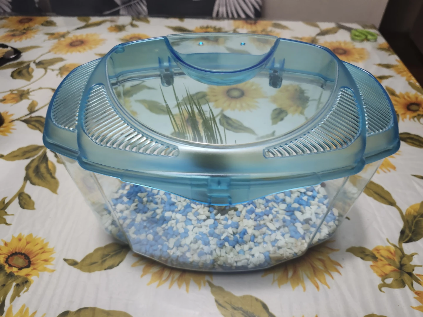 Small Fish Tank (11 in wide 8 inch high) - photo 3