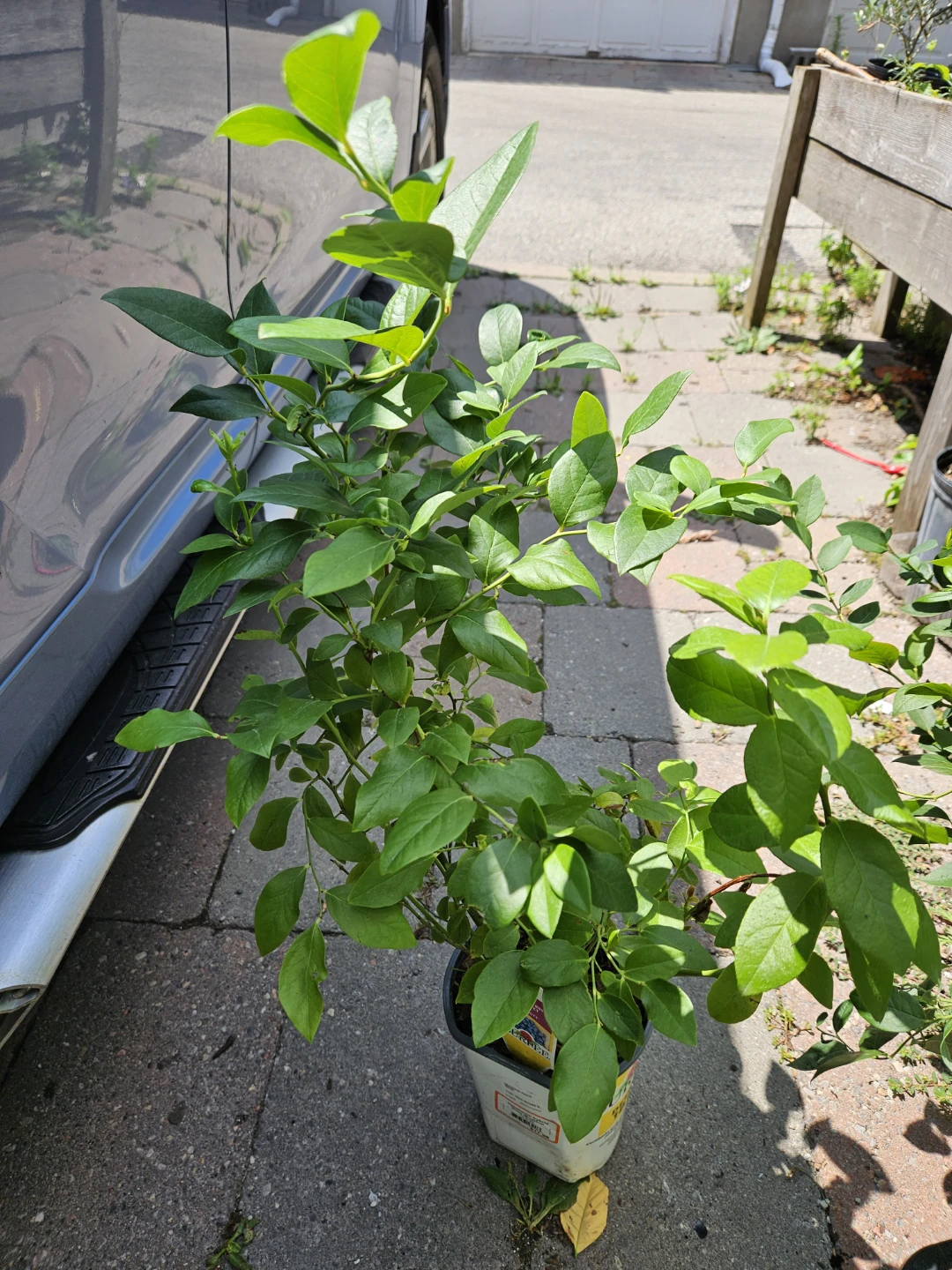 Blueberry Bush Plant