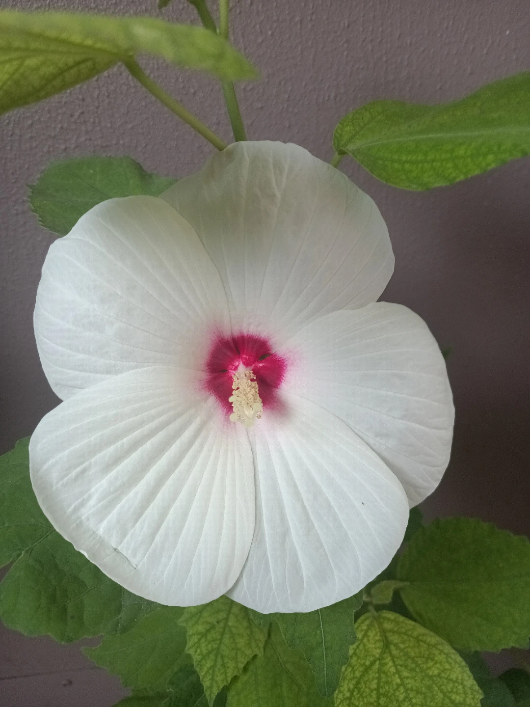 White Hibiscus Plant in Blue Pot