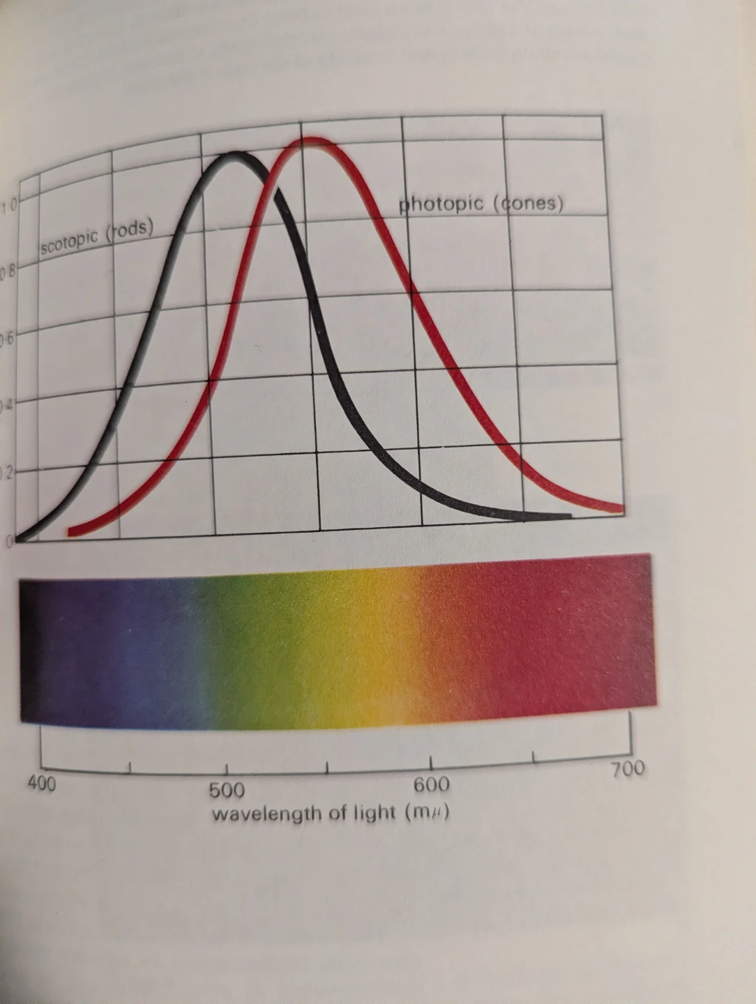 Vintage "Eye And Brain: The Psychology Of Seeing" Book! 📖 - photo 4
