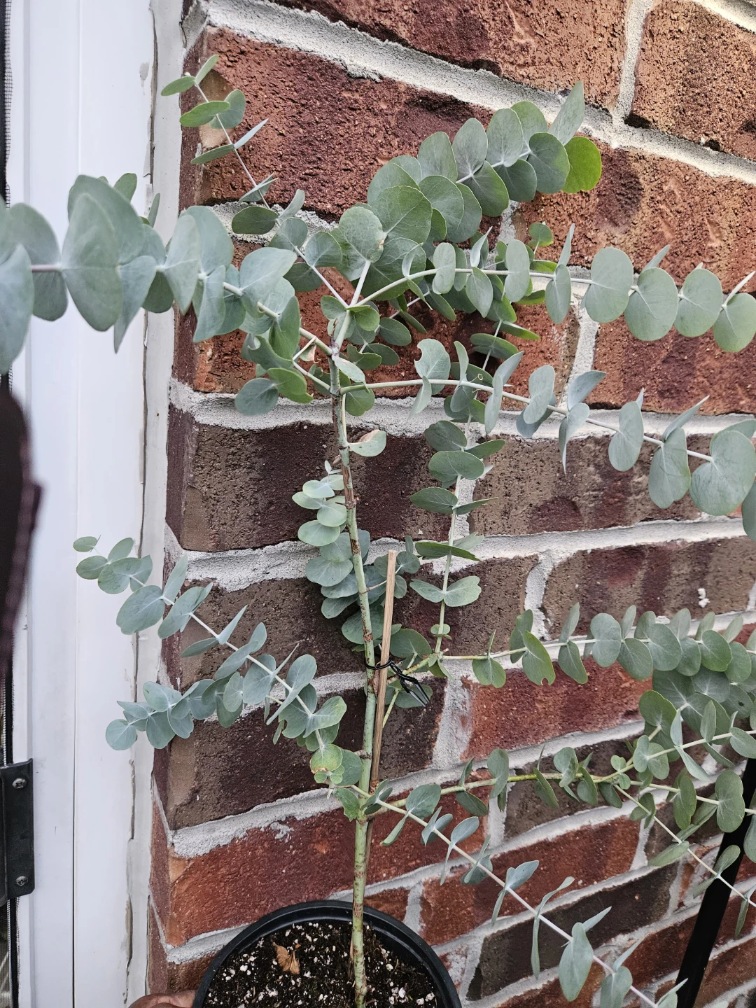 Eucalyptus Plant in Pot - photo 2
