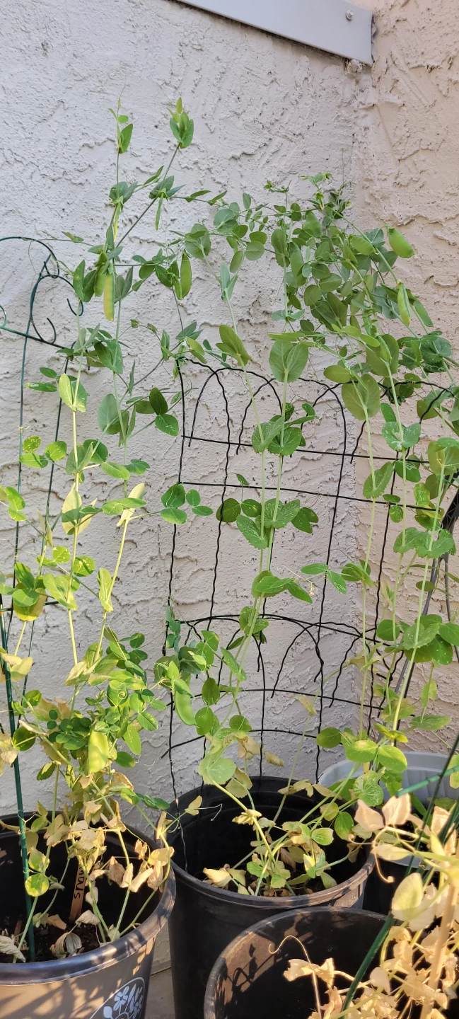 Snow Peas plants