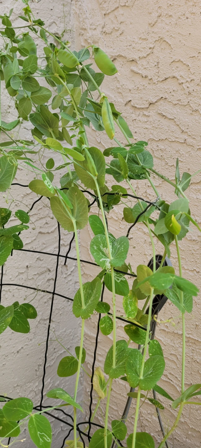 Snow Peas plants - photo 2