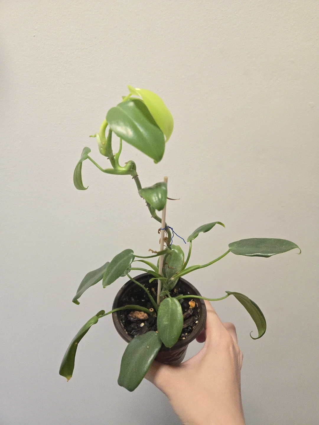 Philodendron Plant in 3.5"pot 🥕