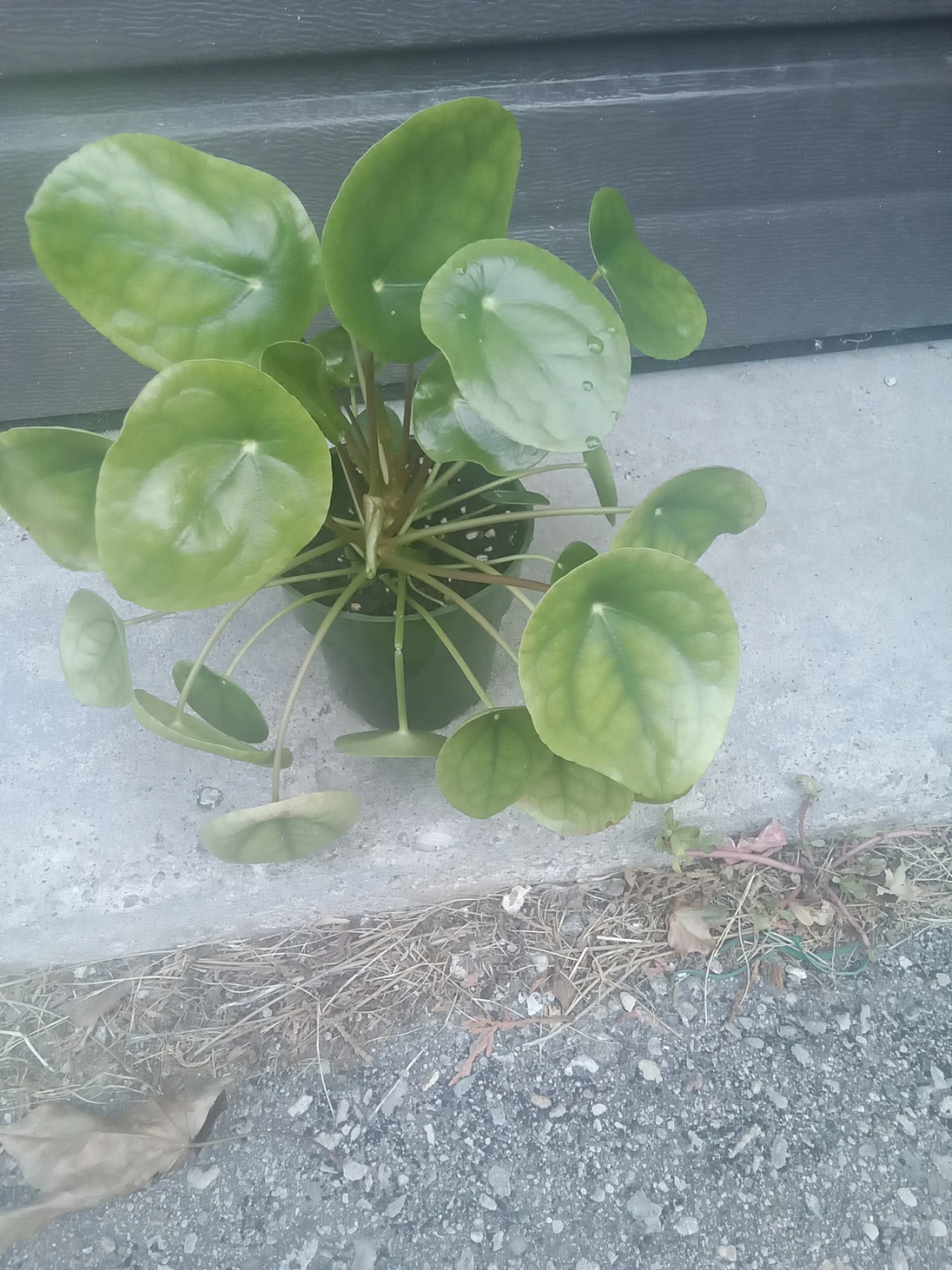 Pilea Peperomioides Plant