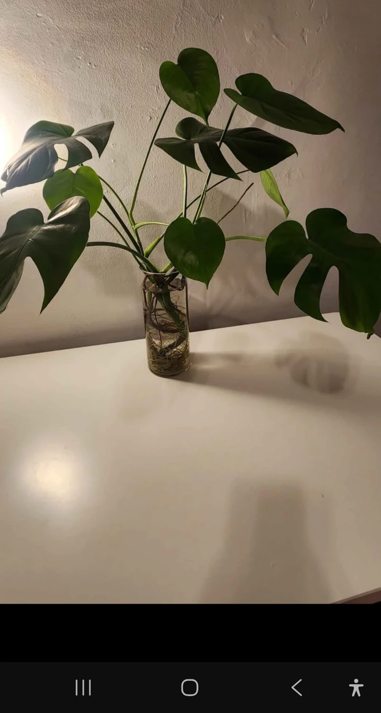 Monstera Deliciosa Plant
