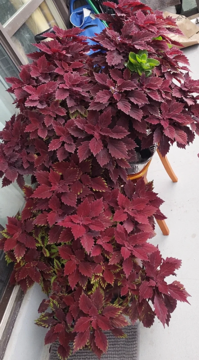 Healthy Potted Coleus Plant - photo 5