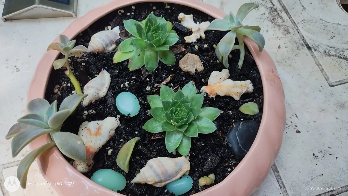 Succulent Planter with Seashells - photo 2