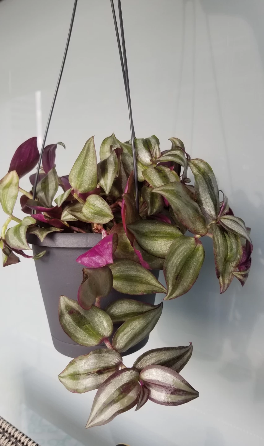 Tradescantia Hanging Plant