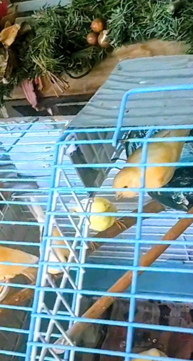 Mix Canaries Females and Males - photo 4