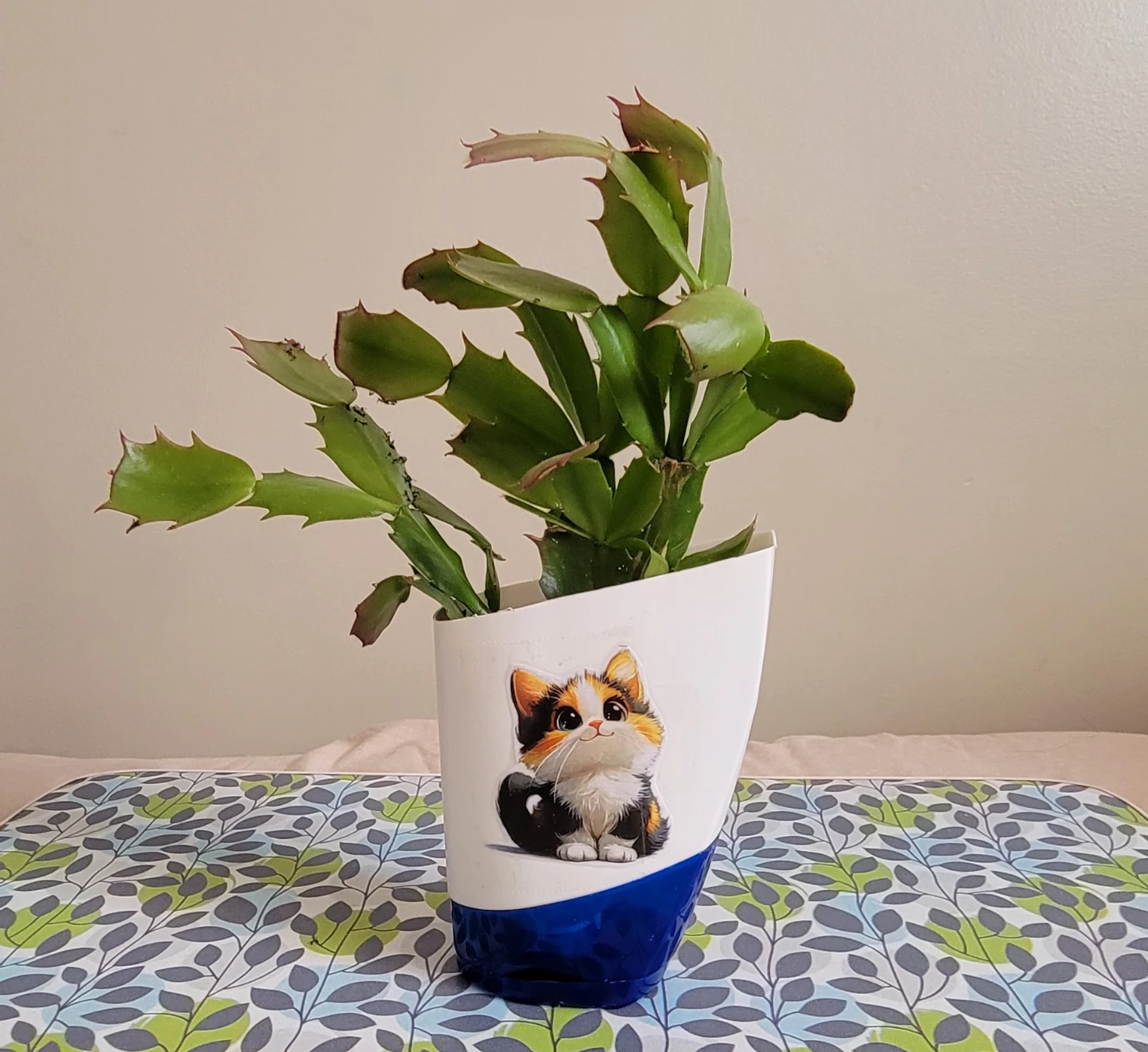 Christmas Cactus Plant