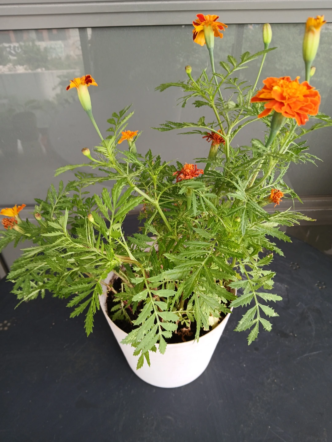 Orange variegated Marigolds.