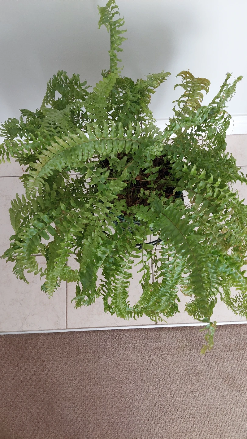 Plant Stands & Planter - photo 2