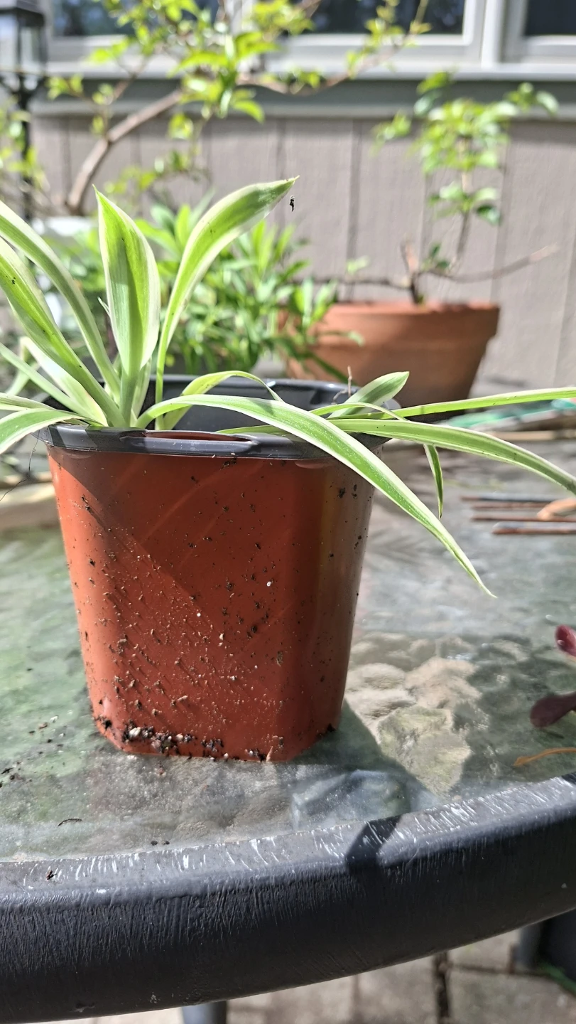 🌿 Spider Plant 🌿 - photo 3