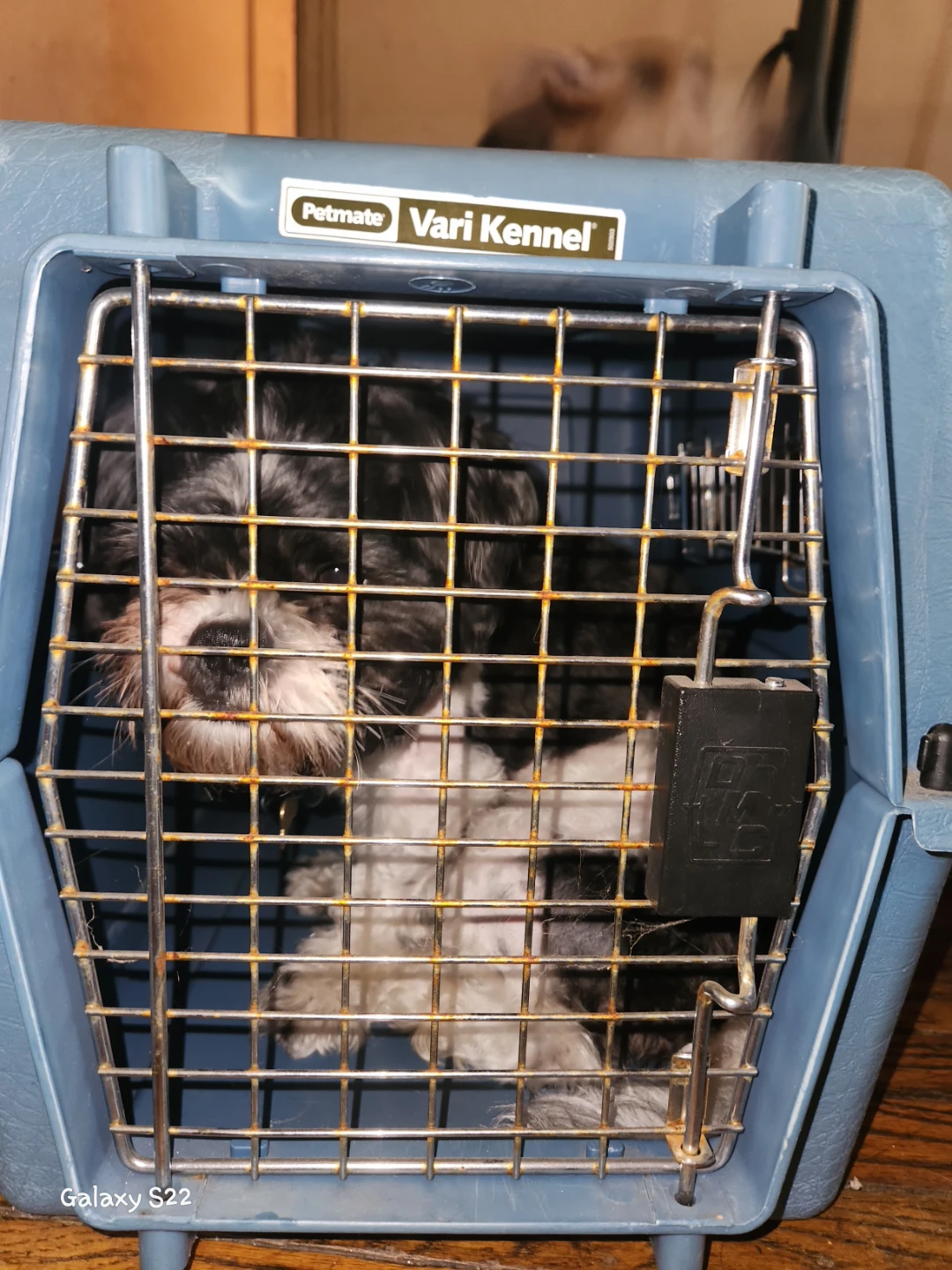 Petmate Vari Kennel Small Pet Travel Carrier / Dog Crate (Blue) - photo 4