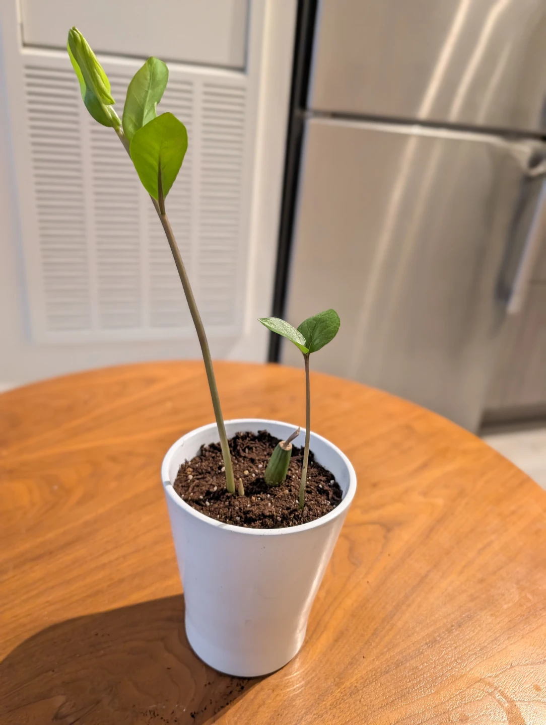 Any plant cutting - photo 4