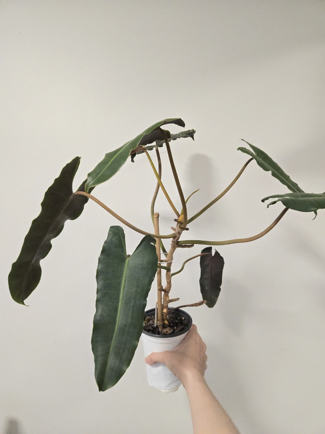 Philodendron Atabapoense