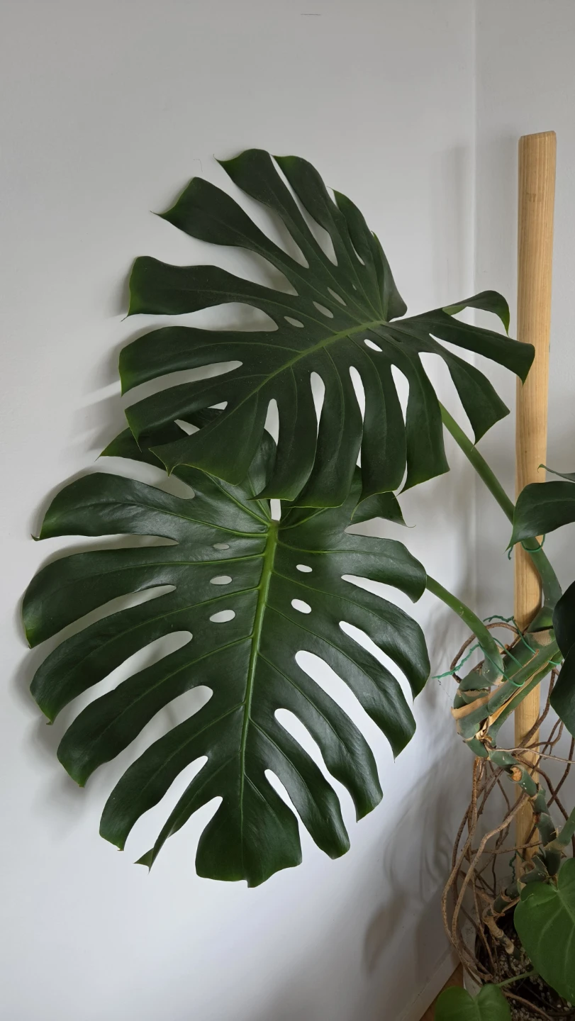 6 ft+ Mature Monstera Deliciosa with Pot - photo 3