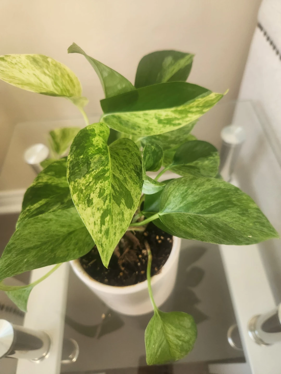 Marble Queen Pothos Plant - photo 3