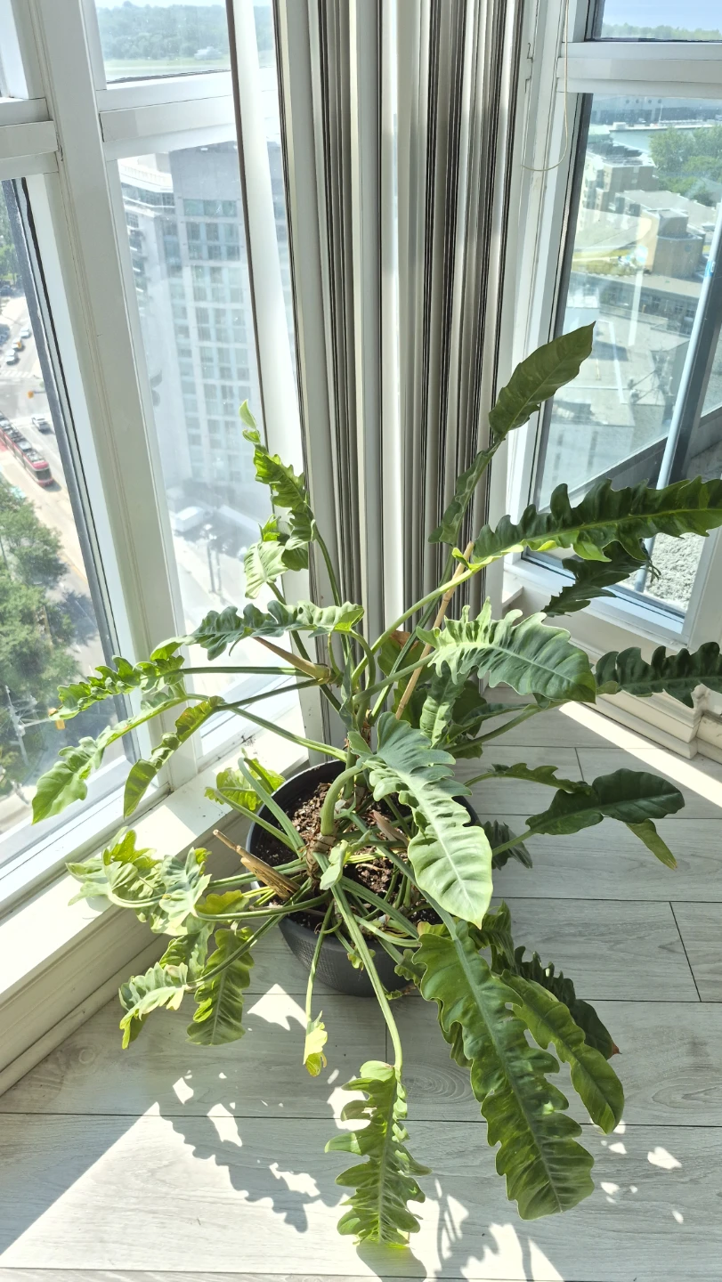 Excellent condition Philodendron - photo 2