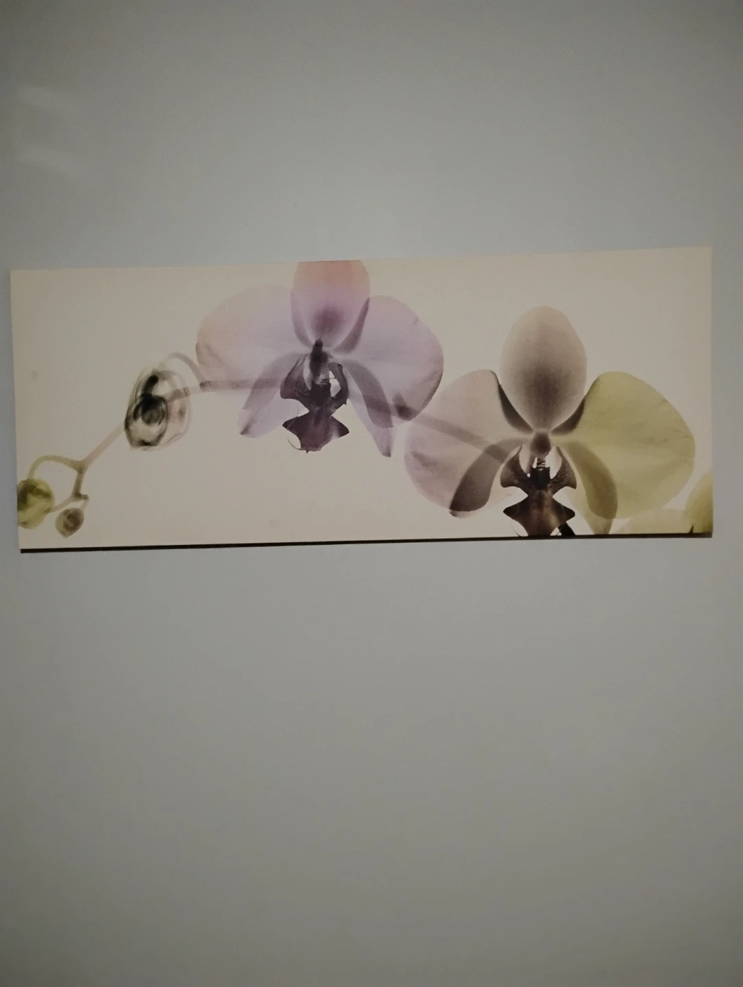 Orchid Wall Art Canvas Print