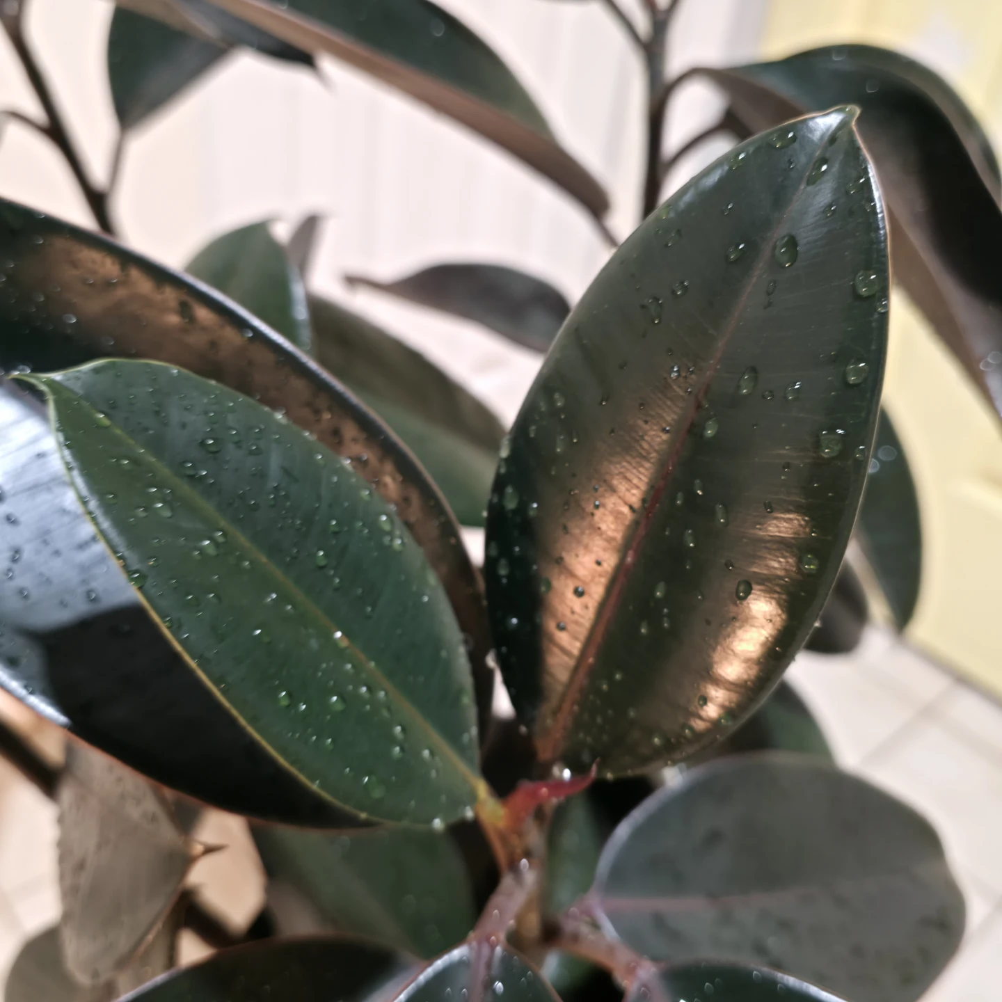 3ft Ficus Rubber Plant with Large Nursery Pot | ✅️ Free Delivery - photo 4