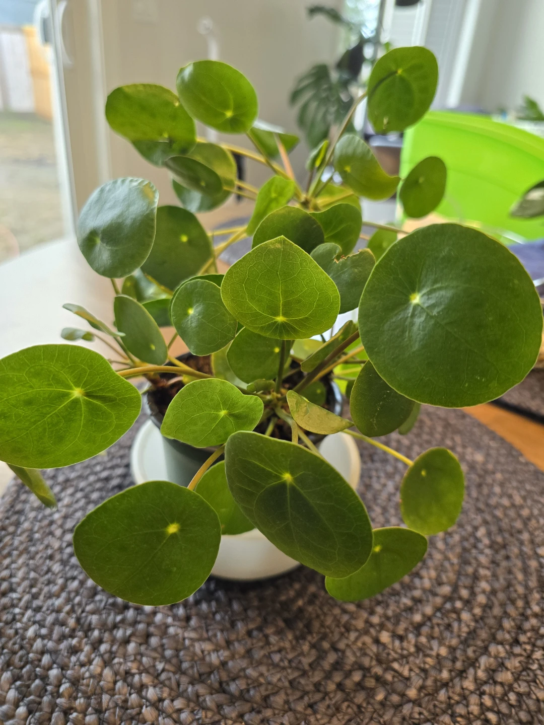 Chinese Money Plant (Pilea Peperomioides) - photo 2