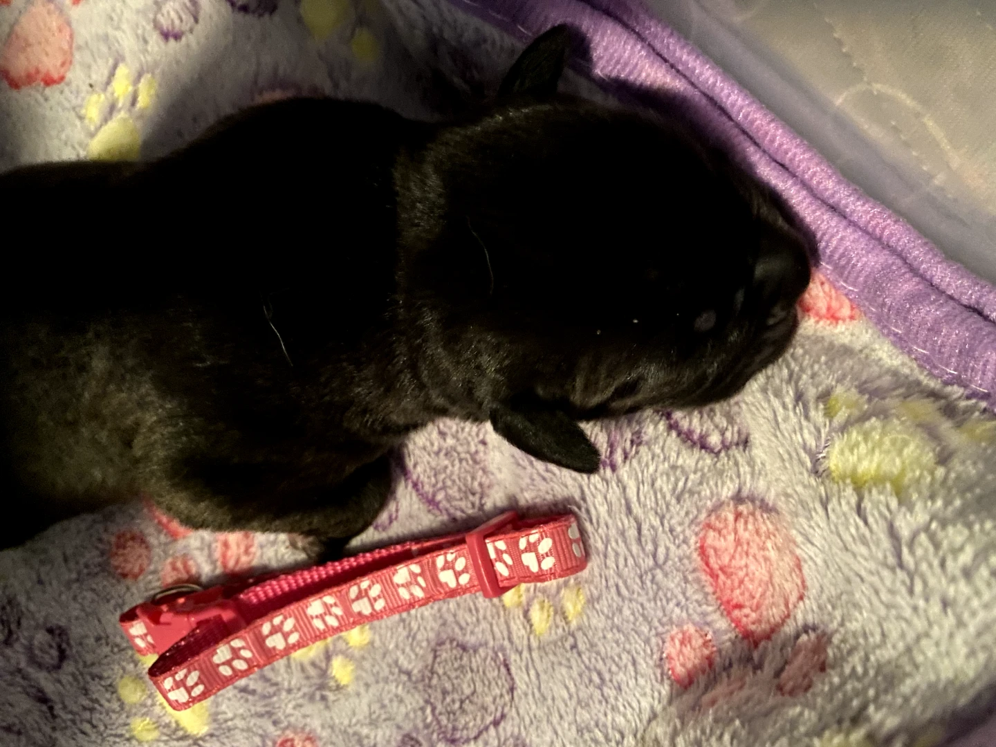 Cane Corso Puppies - photo 2