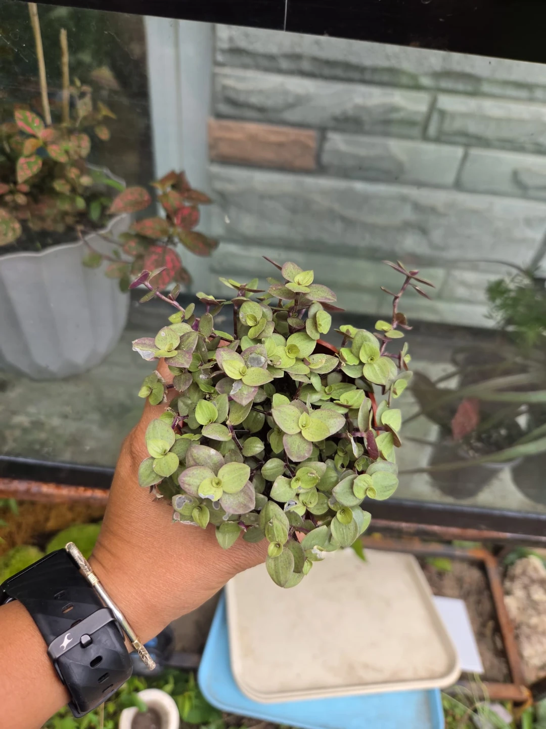 Pink lady plant