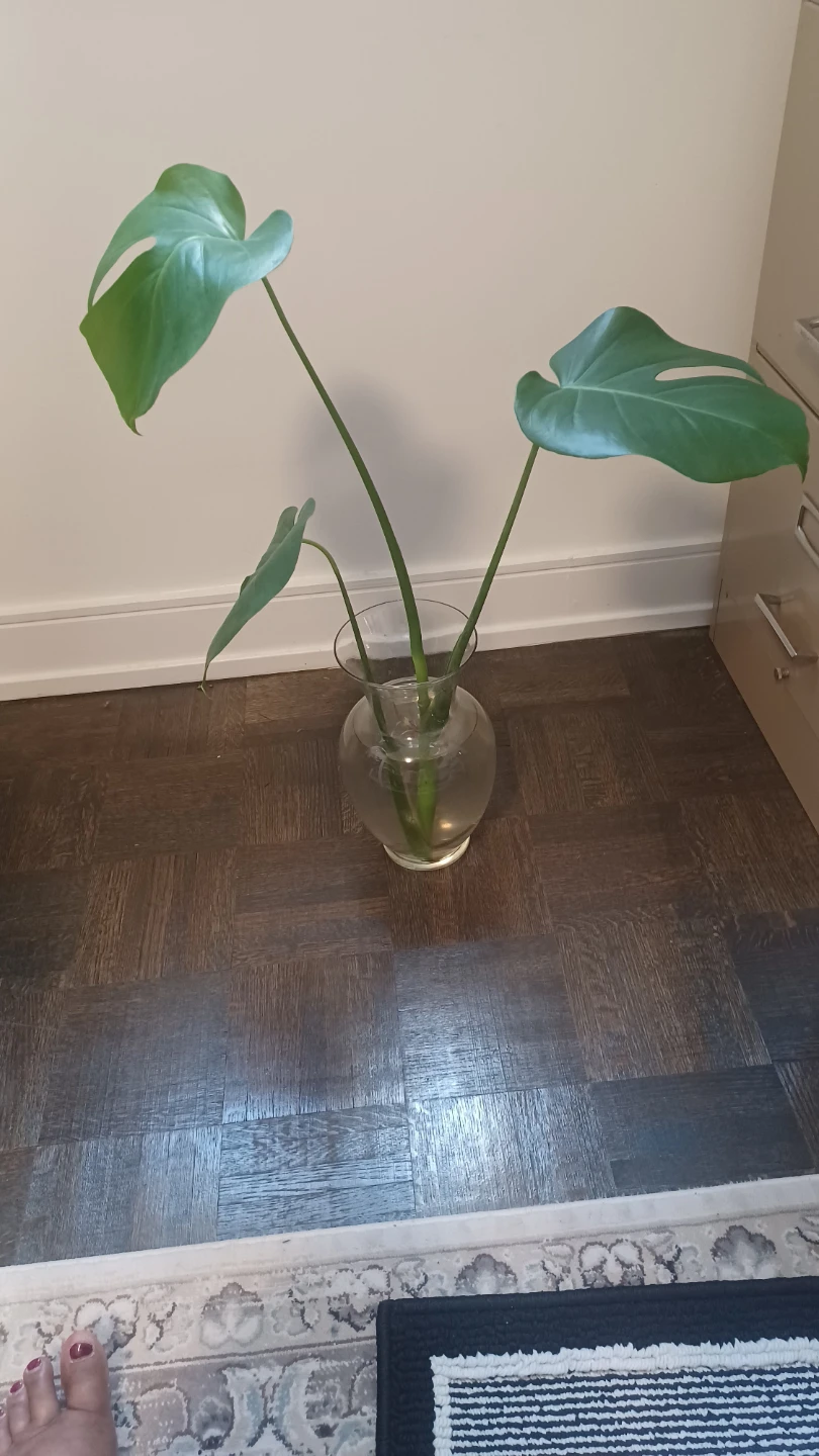 Monstera Plant Cutting in Glass Vase - photo 3
