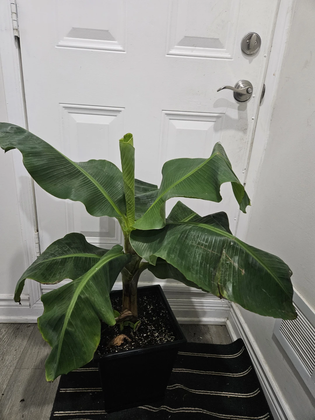 Banana Tree Plant in 3 gallon pot - photo 3