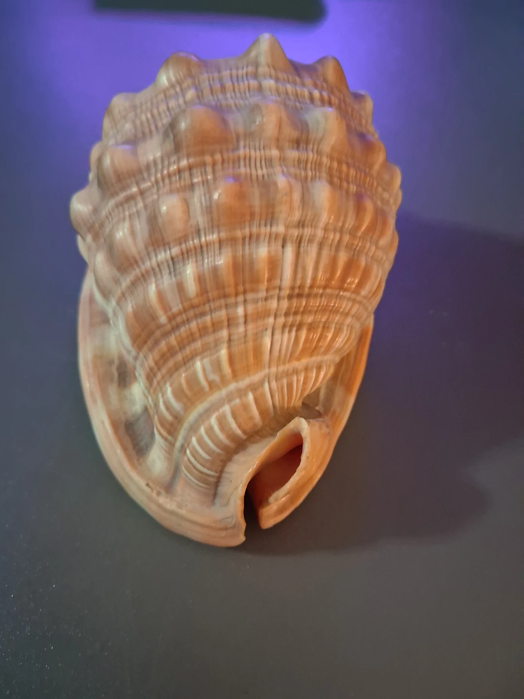 Decorative Seashell