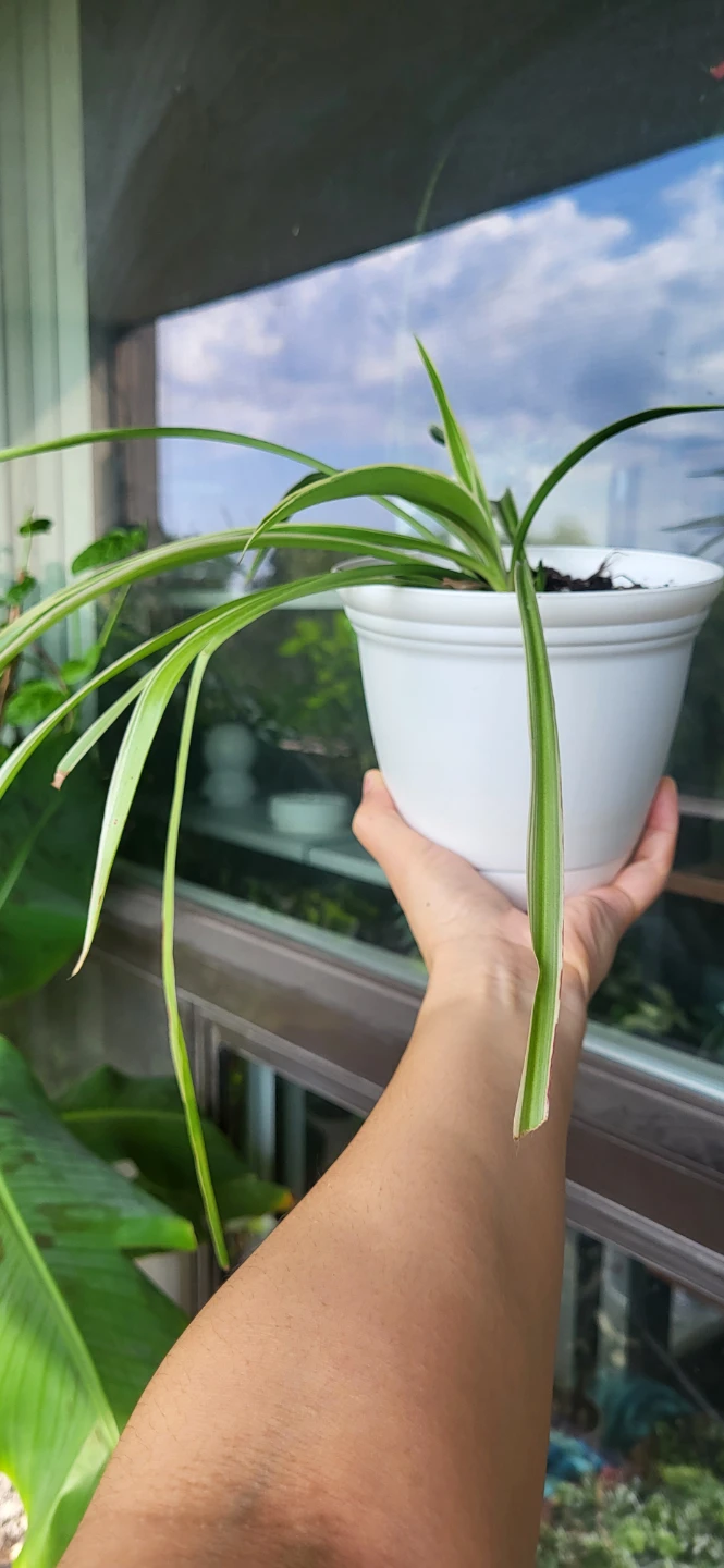 Spider Plant in White plastic pot - photo 2