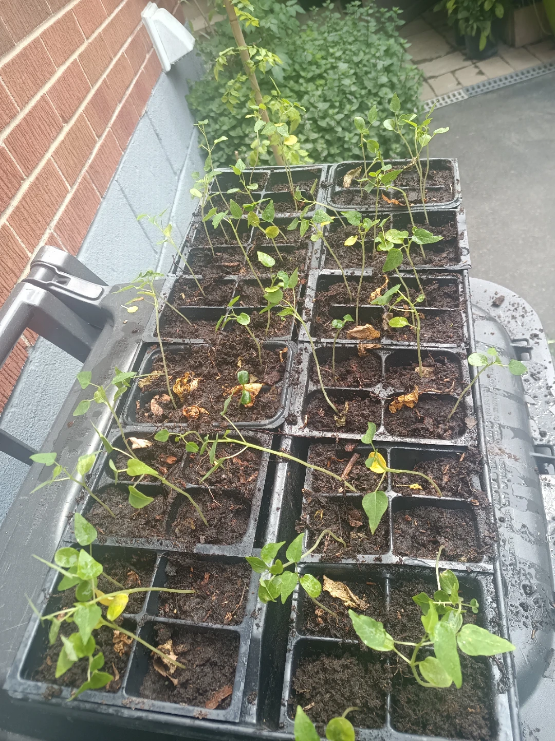 Papaya seedlings plants