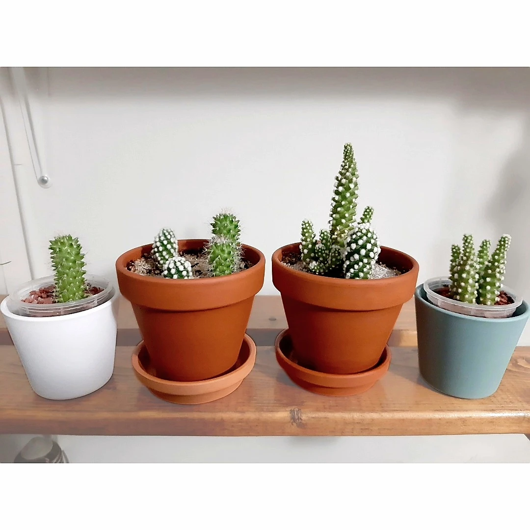 Mammillaria Gracilis Oruga + Backebergiana Cactus Plants - photo 5