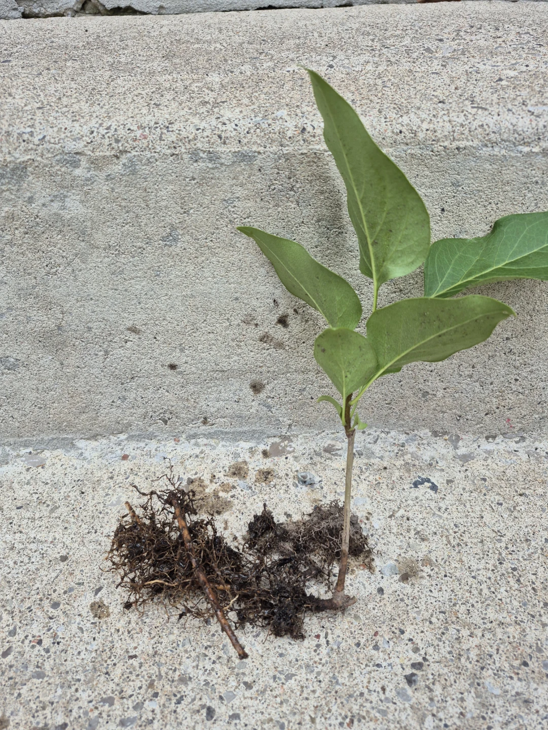 Lilac bush shoots with established roots
