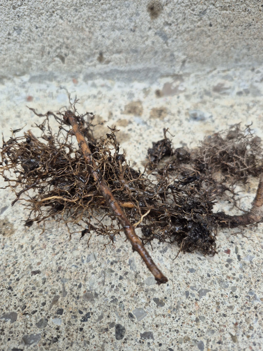 Lilac bush shoots with established roots - photo 2