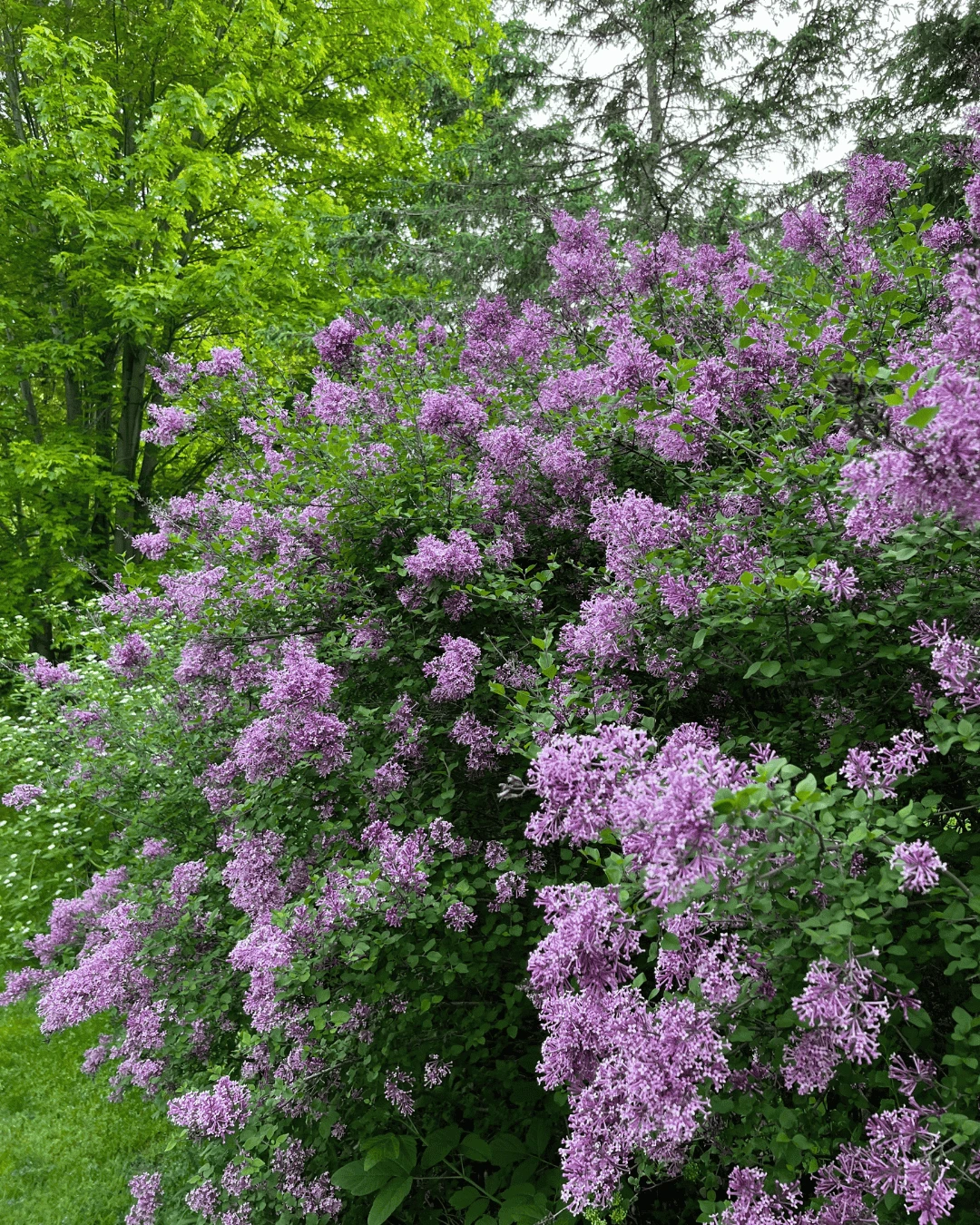 Lilac bush shoots with established roots - photo 3