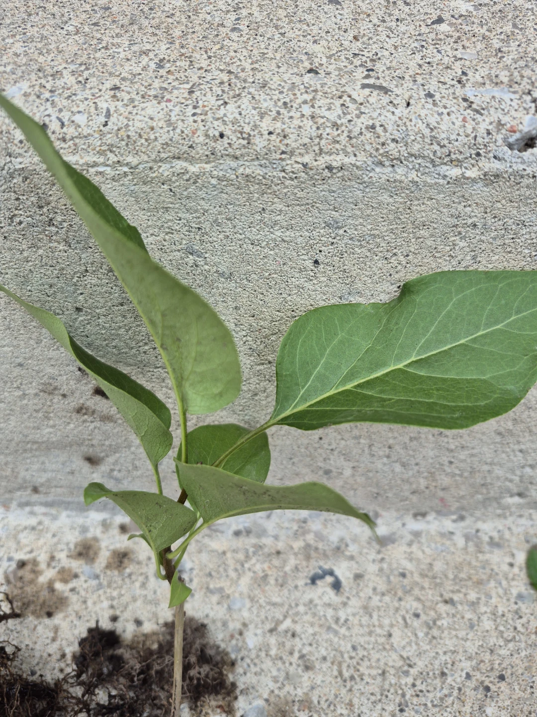 Lilac bush shoots with established roots - photo 4