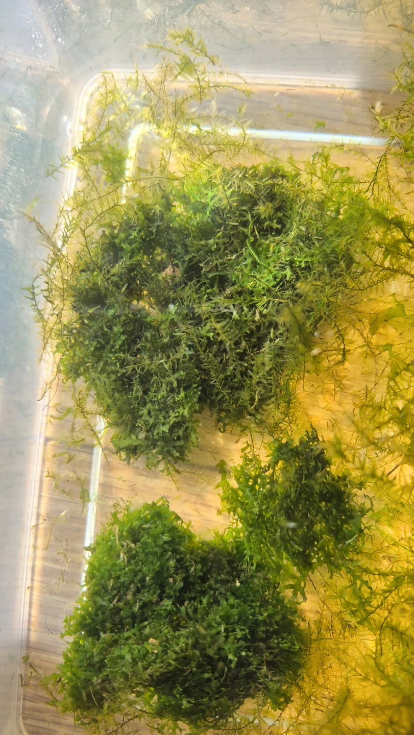 Live Aquarium Moss