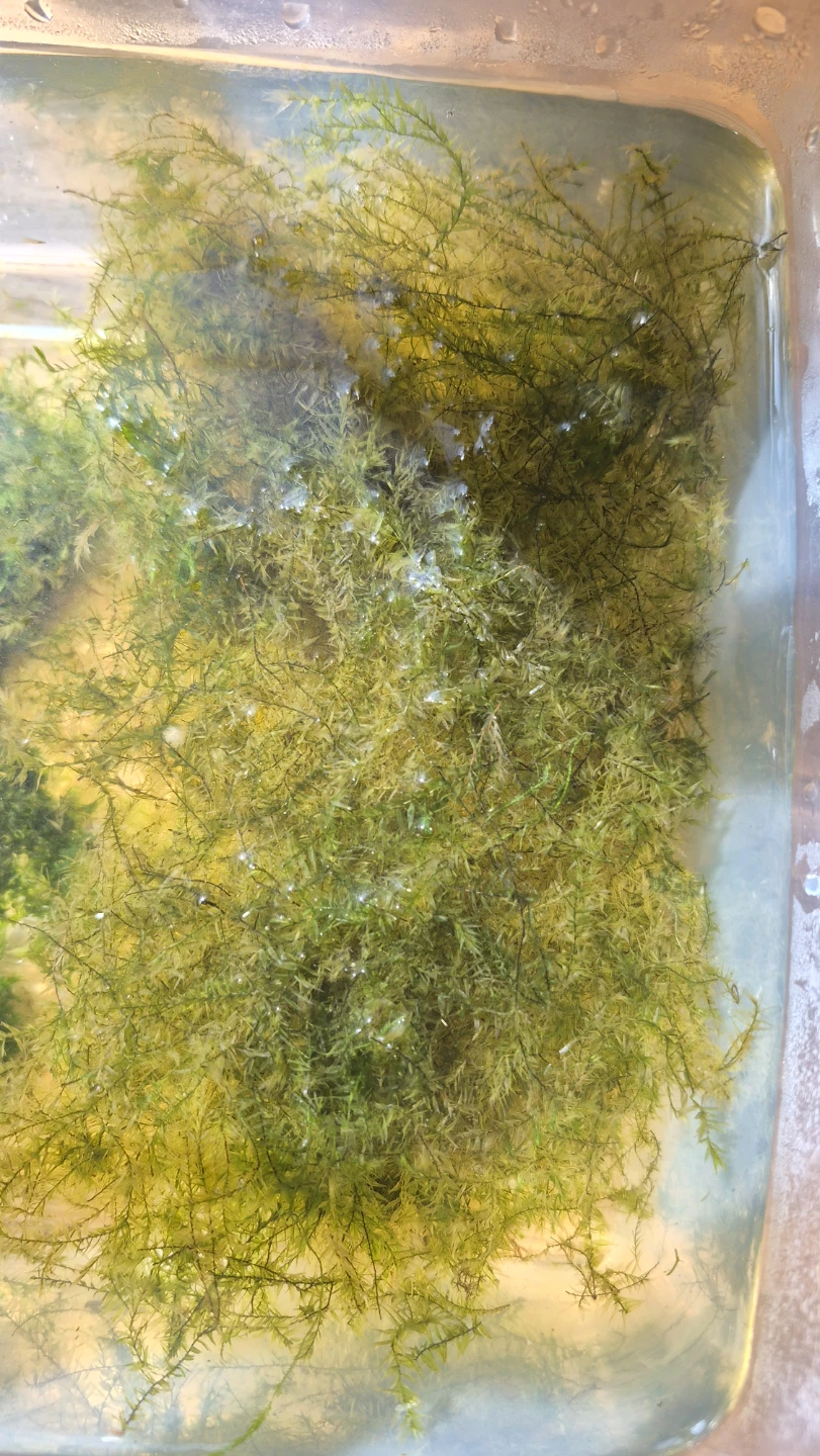 Live Aquarium Moss - photo 2