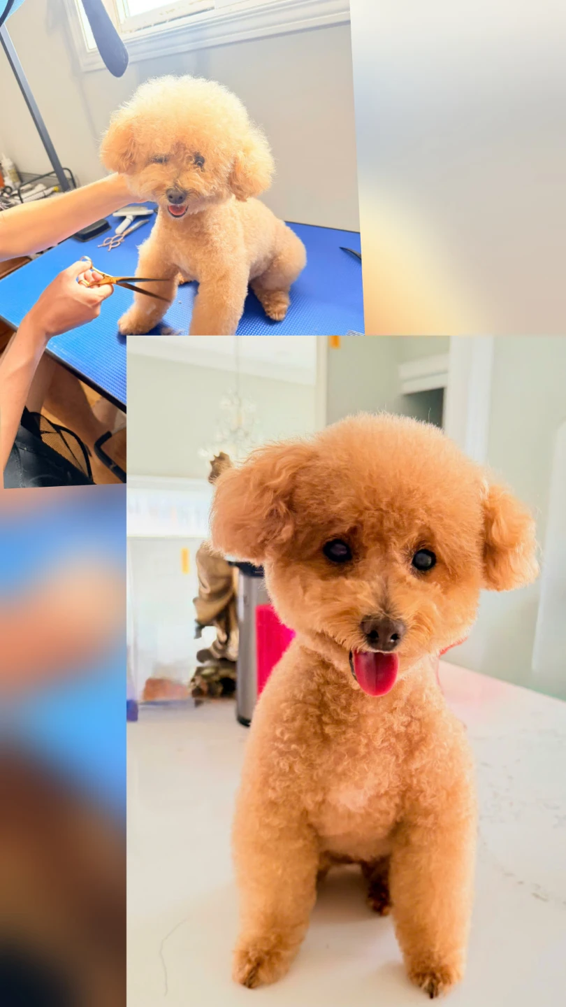 Ken the pet groomer $85 full groom