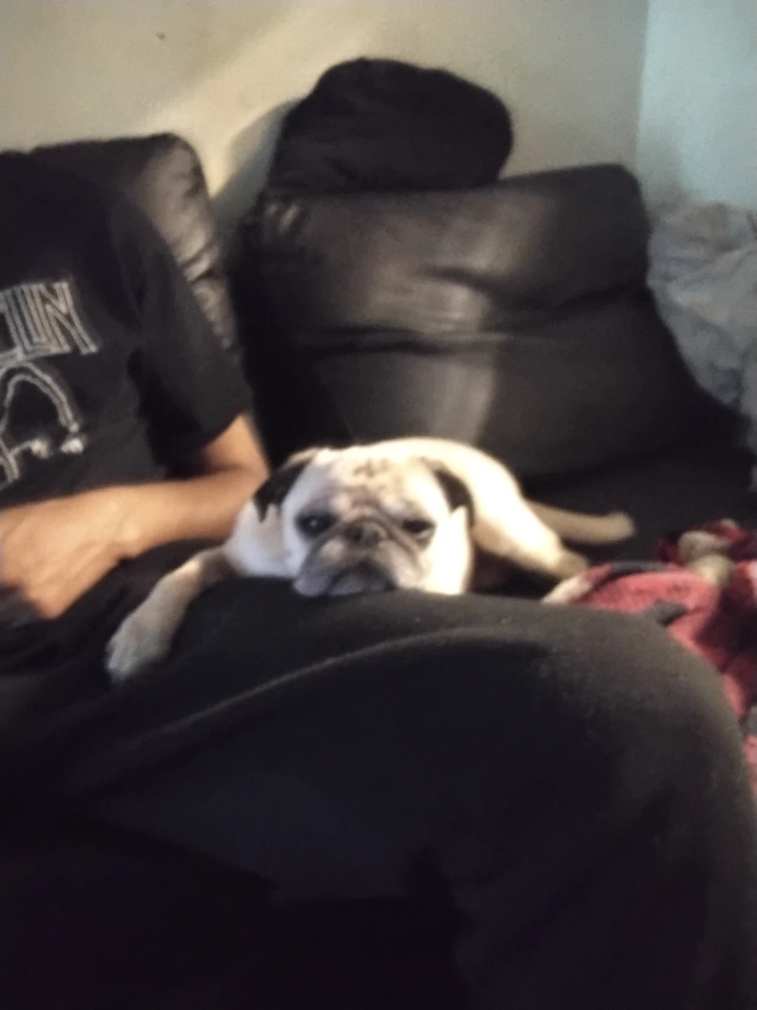 Bilingual Dog Walker/Jogging/Boarding Duo- MIDTOWN