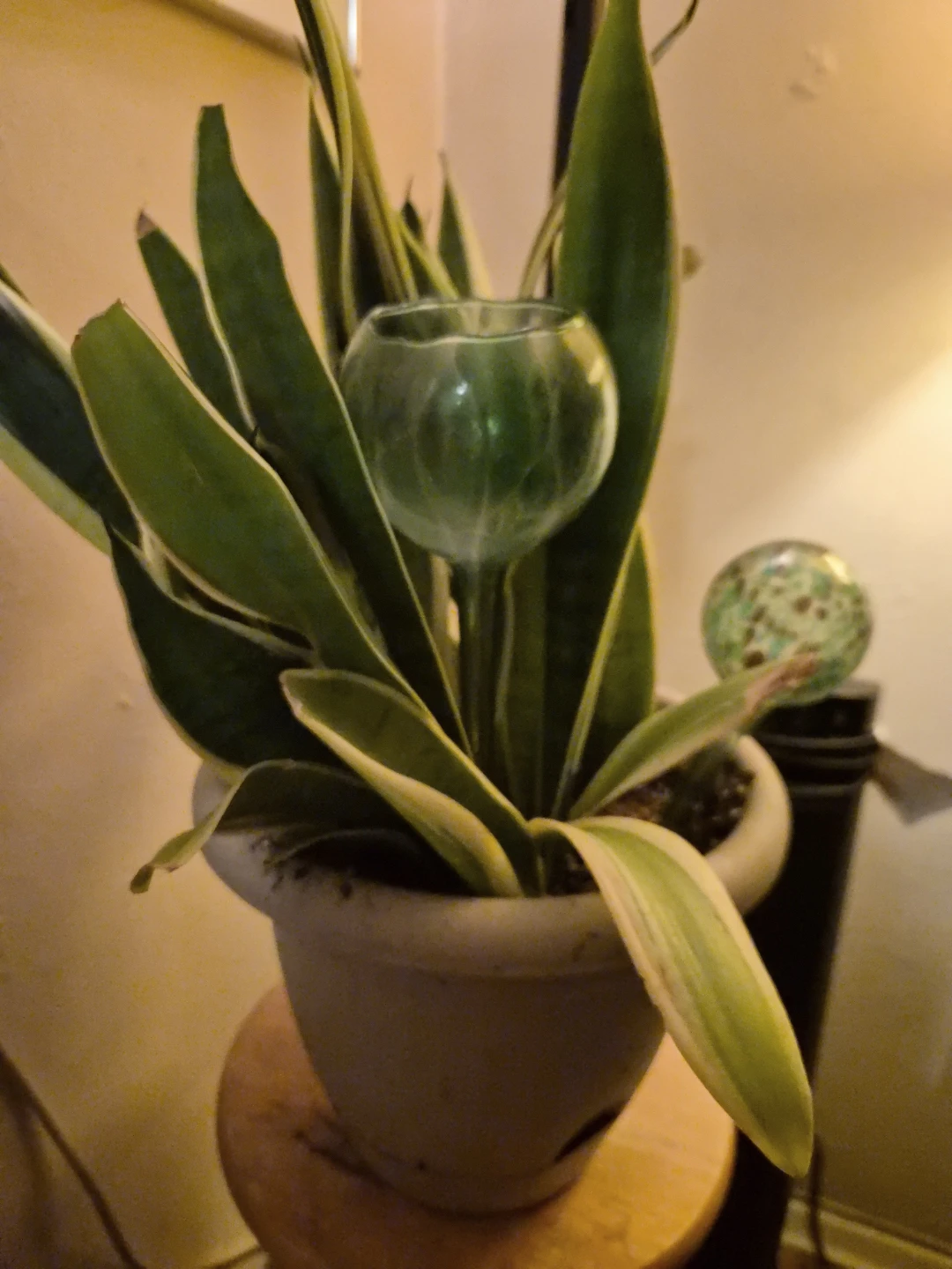 Mature Snake Plant in Pot/w  one  glass watering globe - photo 4