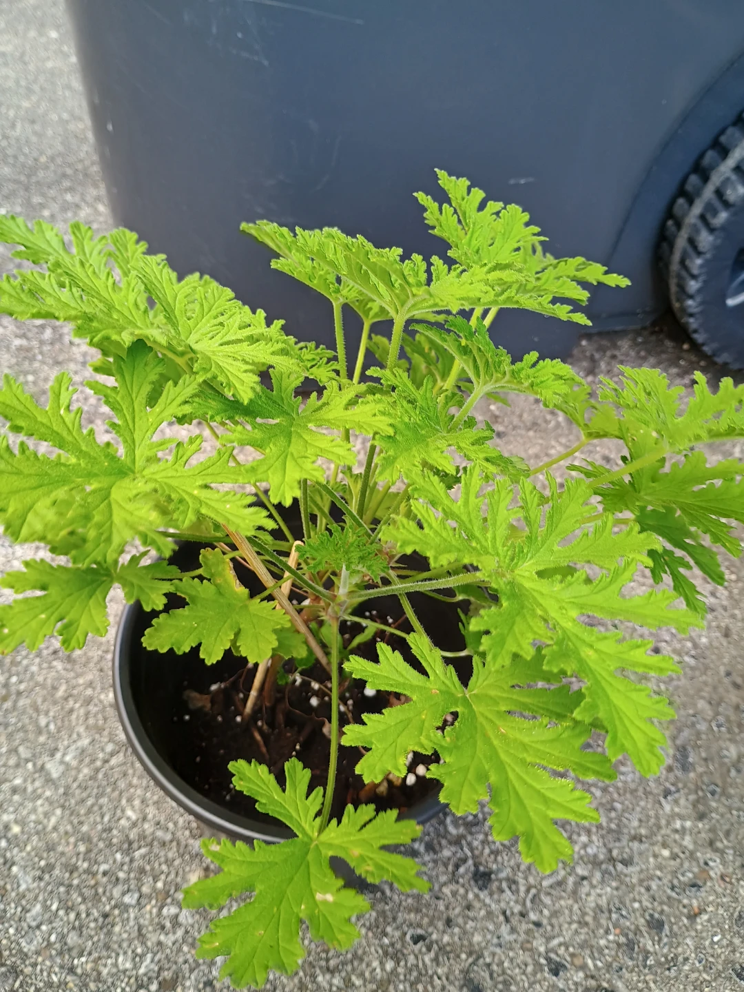 Citronella Plant in Pot - photo 4
