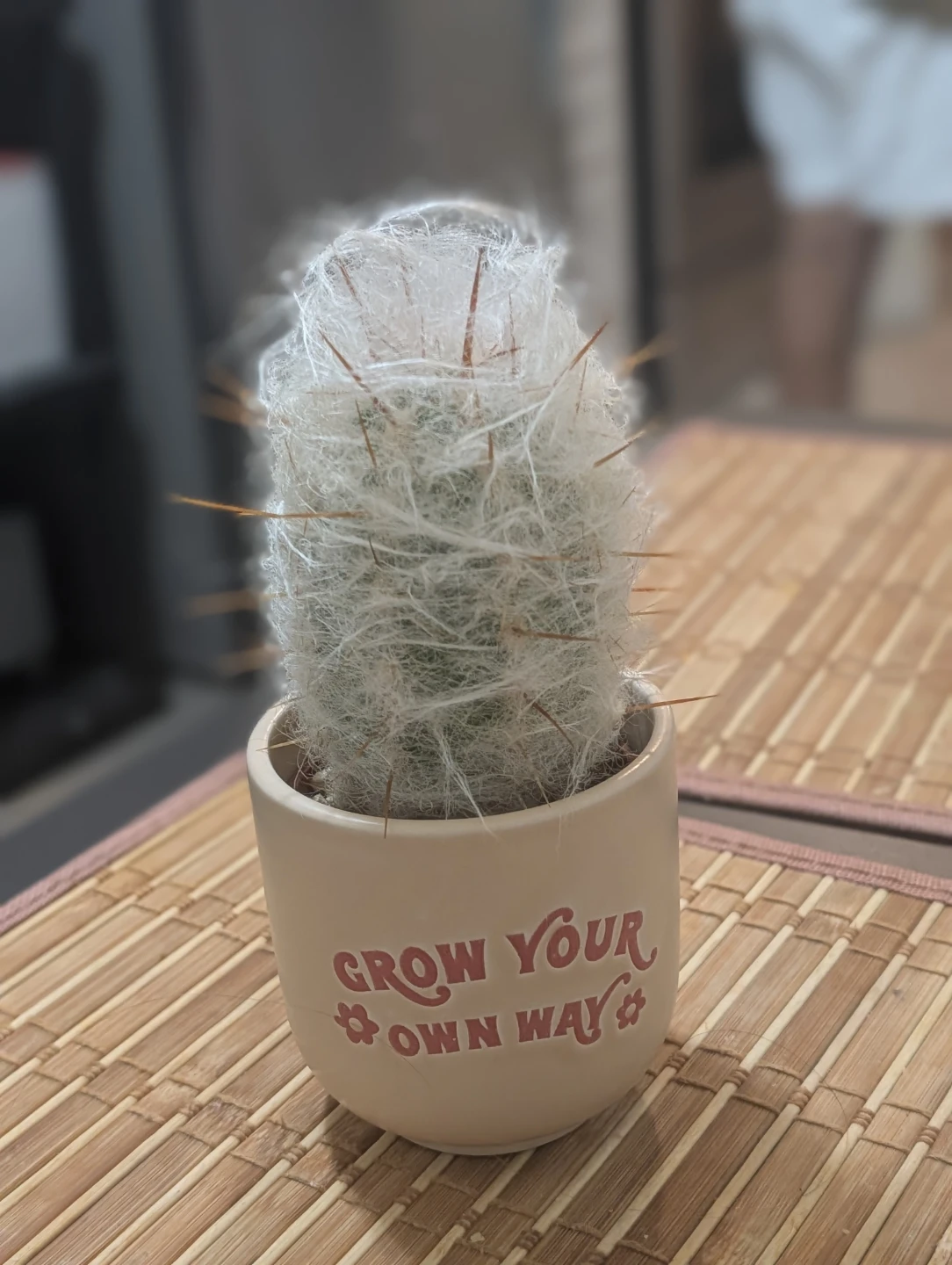 Cactus - photo 4