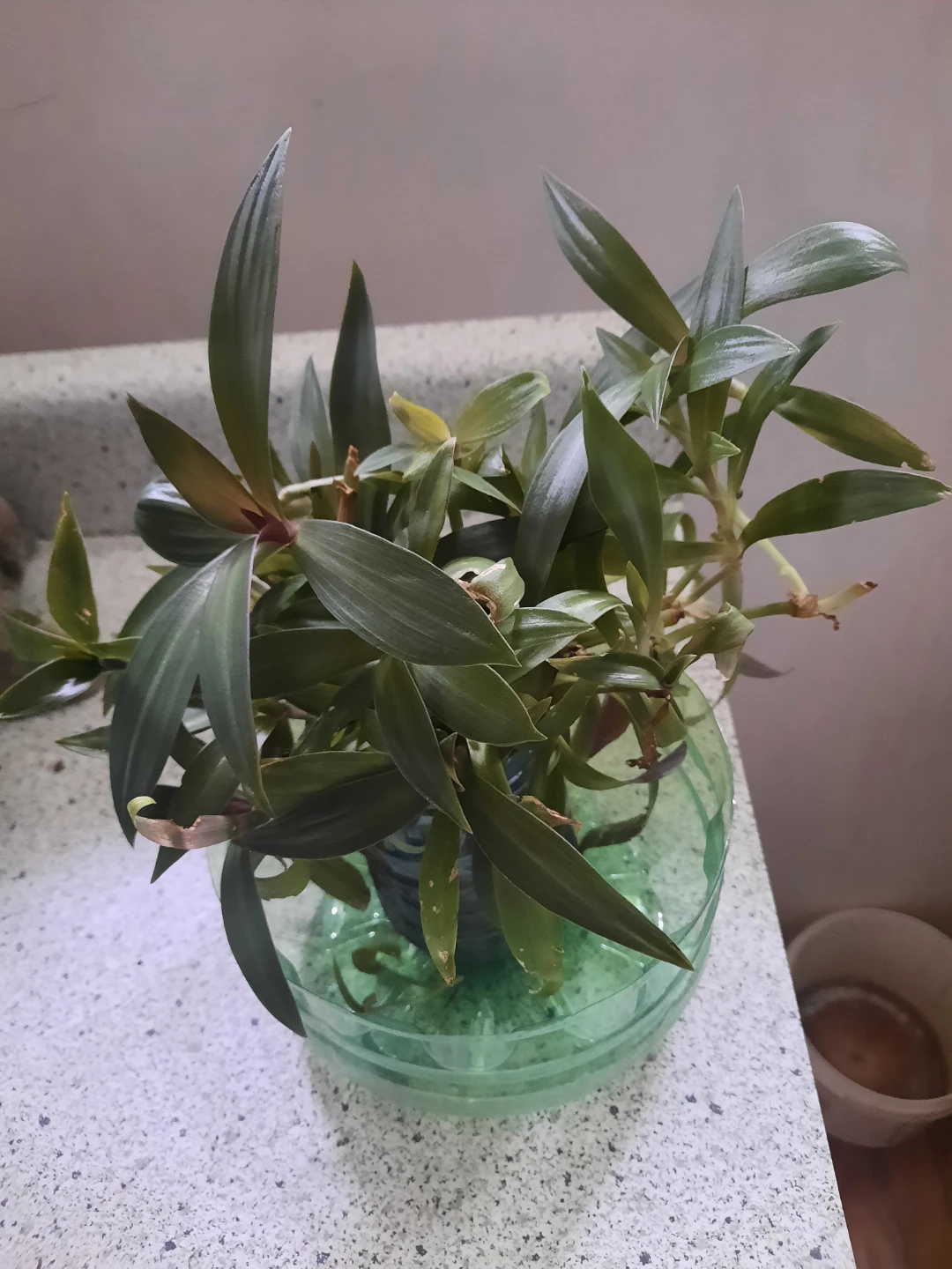 Plant Clippings