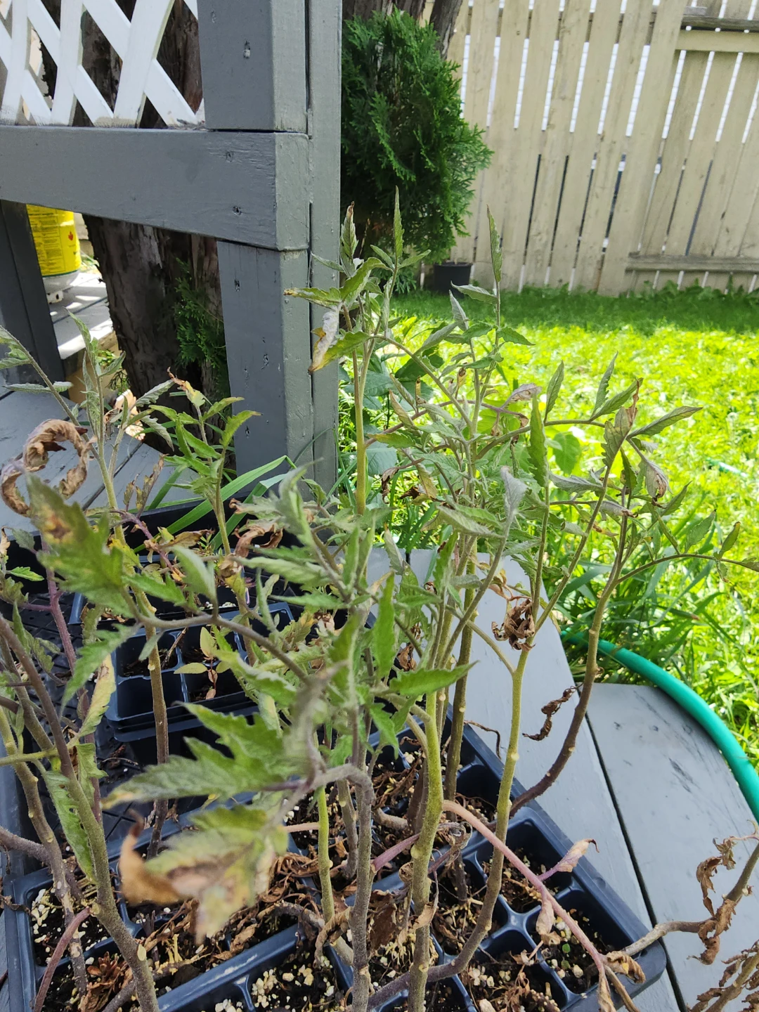Tomato Plant Seedlings