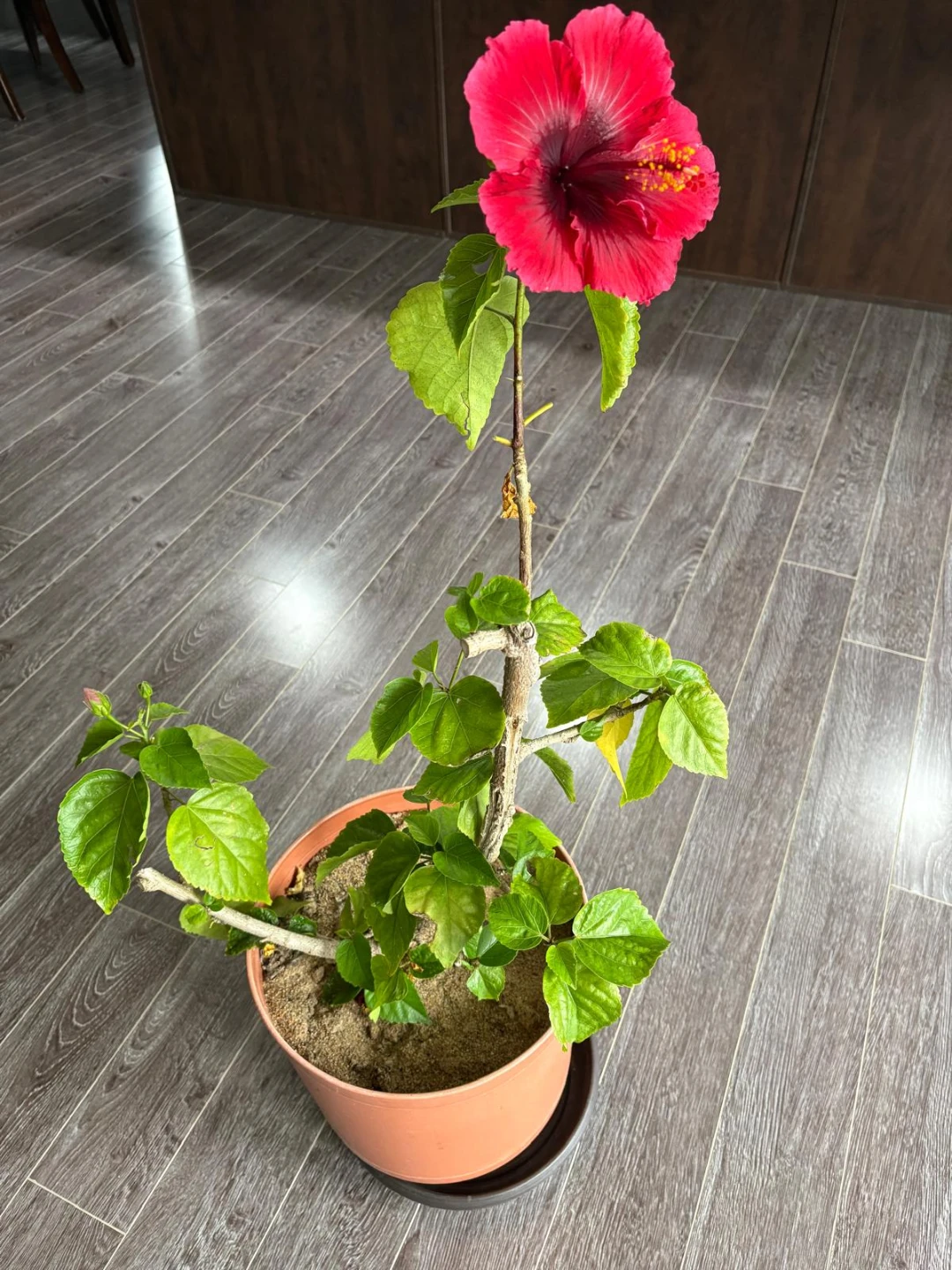 Hibiscus plant - photo 2